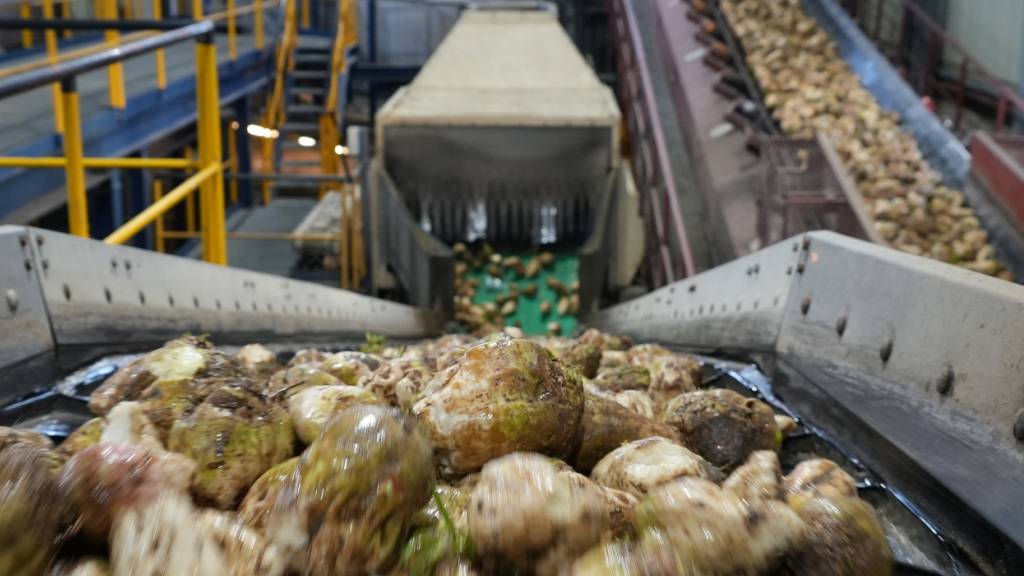 Verarbeitung von Rüben zu Zucker. Die Zuckerfabrik in Frauenfeld steht wegen eines Defekts weiterhin still. (Archivbild)