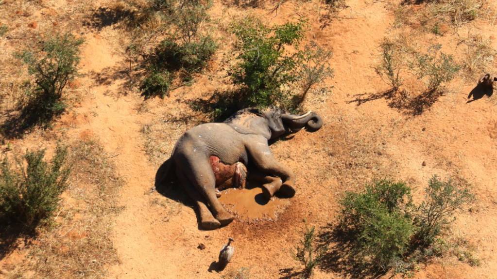 In Simbabwe sind zwölf tote Elefanten entdeckt worden, die mutmasslich an einer bakteriellen Infektion gestorben sind. (Archivbild)