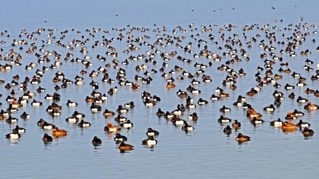 Freiwillige zählen die in der Schweiz überwinternden Wasservögel, auch diese Reiher-, Tafel- und Kolbenenten, die bei Cheyres FR auf dem Neuenburgersee ruhen.