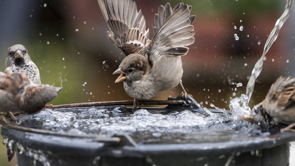 Der Spatz ist die am weitesten verbreitete Vogelart im Schweizer Siedlungsraum. (Archivbild)