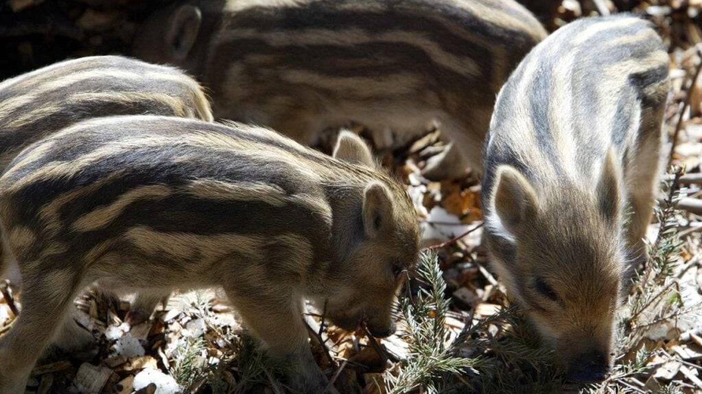 Im Kot von Wildschweinen wurden einem Bericht zufolge mehr als 600 Mikroplastikpartikel pro Gramm gefunden. (Archivbild)