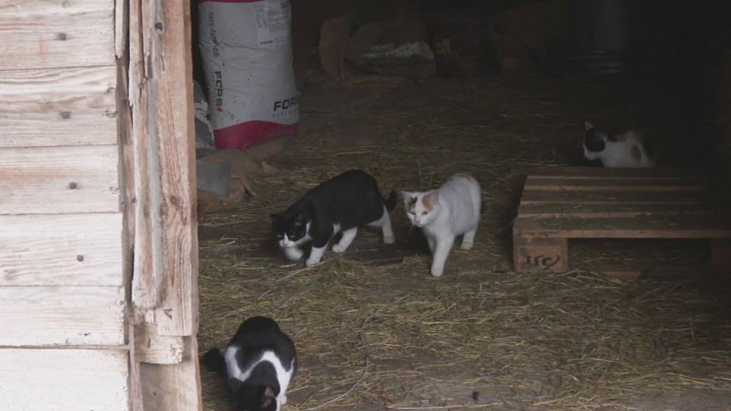 Tierschutzorganisation kastriert tausende Tiere