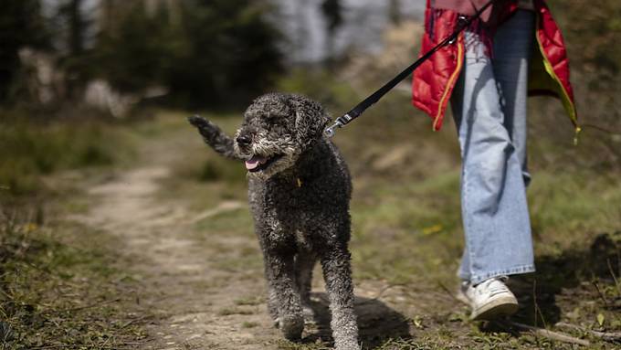 Nach zwei Vorfällen mit Hundebissen – Grüne verlangen Gesetzesanpassung