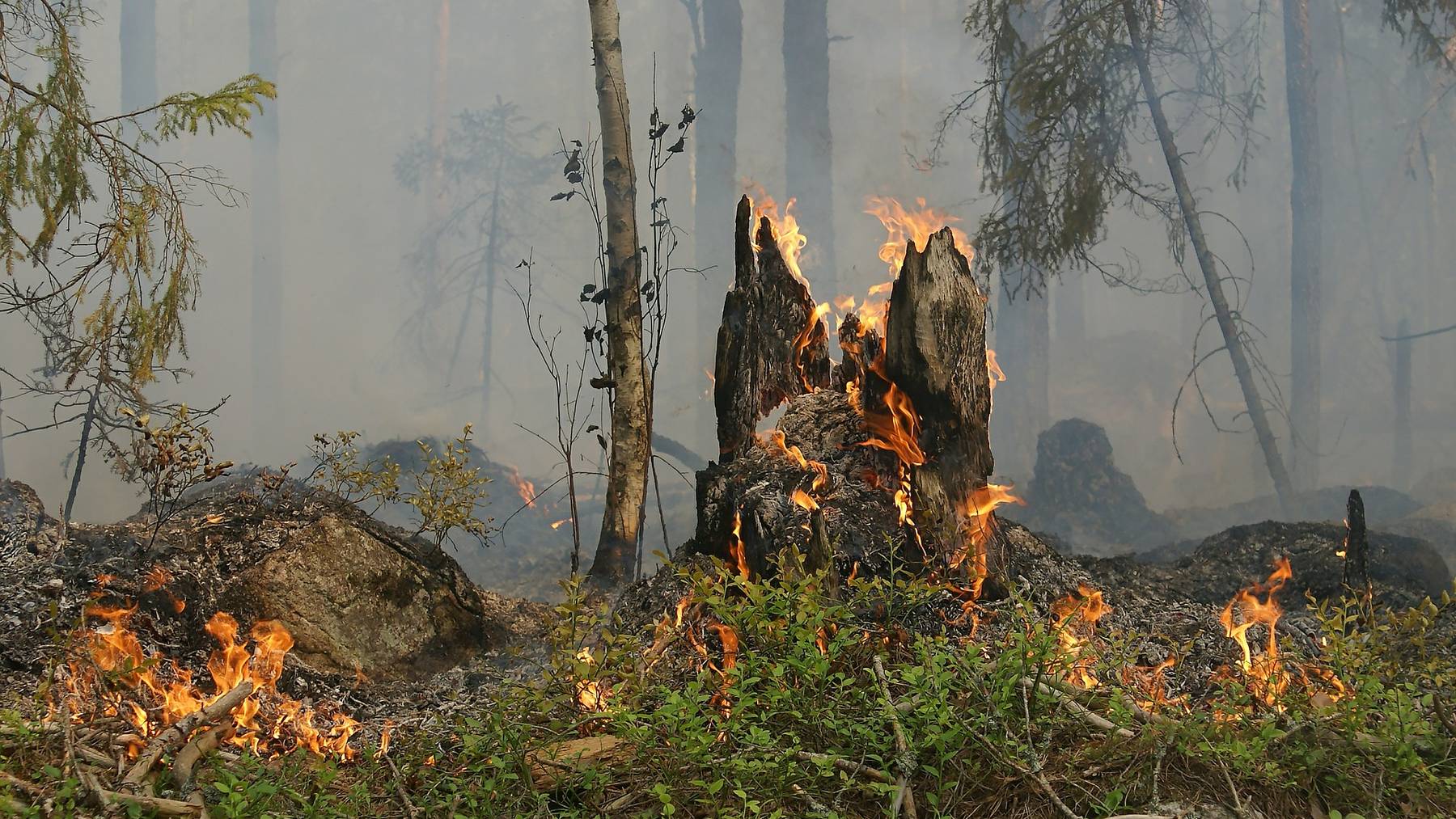 Kantone appellieren an Vernunft wegen Waldbrandgefahr.