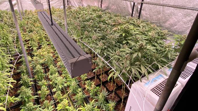 In Muttenz sind über 3500 Hanfpflanzen sichergestellt worden – eine Person festgenommen
