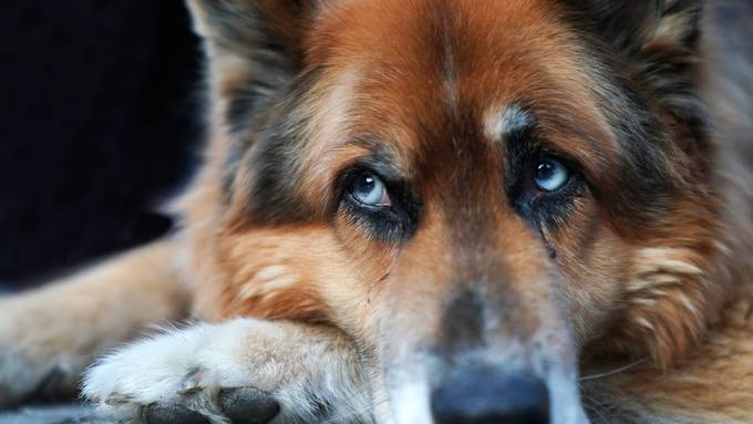 Hund greift Volg-Kundin an – Frauchen wird verurteilt