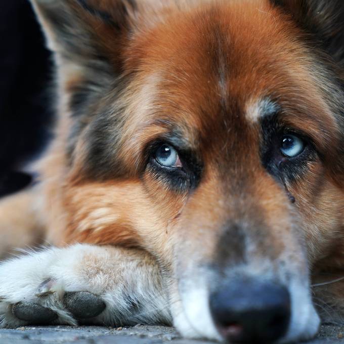 Hund greift Volg-Kundin an – Frauchen wird verurteilt