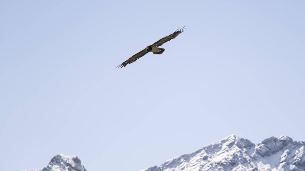 Nur einer der beiden in Obwalden ausgewilderten Bartgeier überlebt