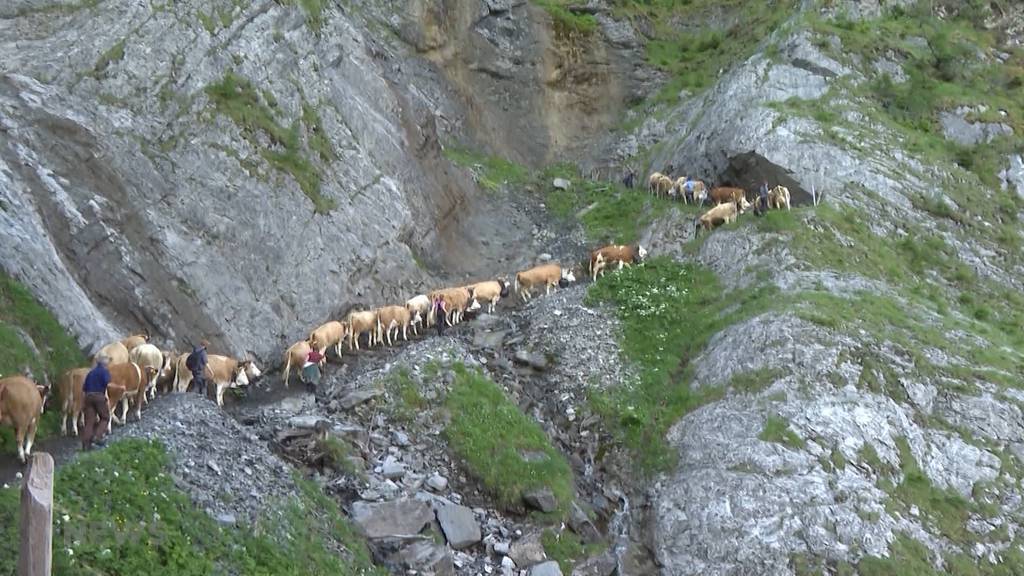 Spektakulärer Alpaufzug in Adelboden: Über 500 Kühe erklimmen die Engstligenalp