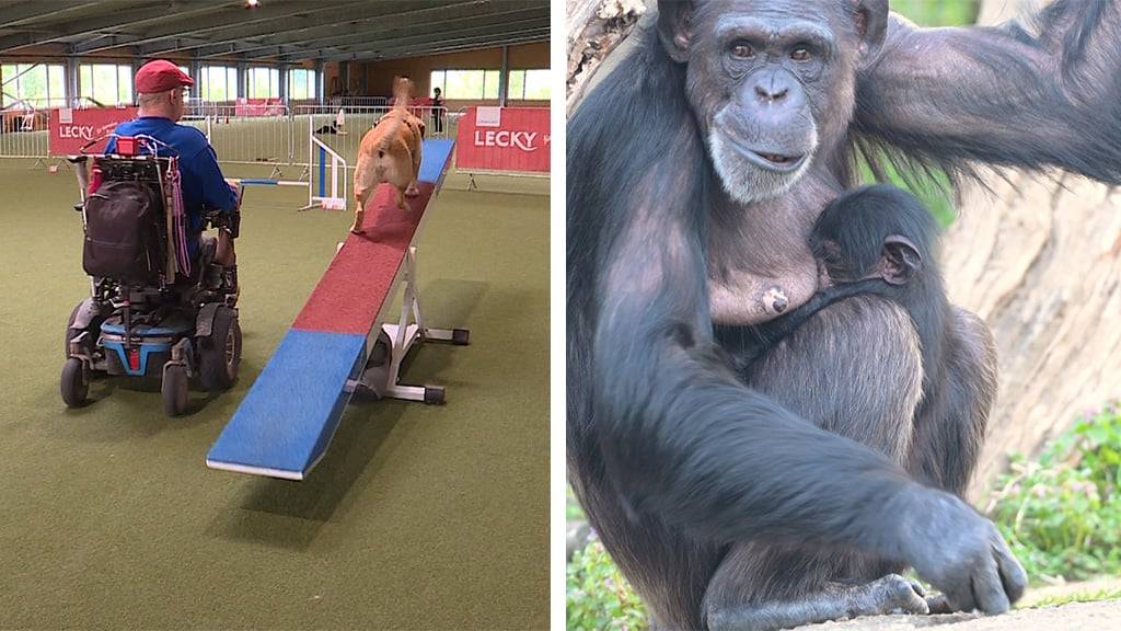 Para-Agility / Schimpansennachwuchs Zoo Basel 