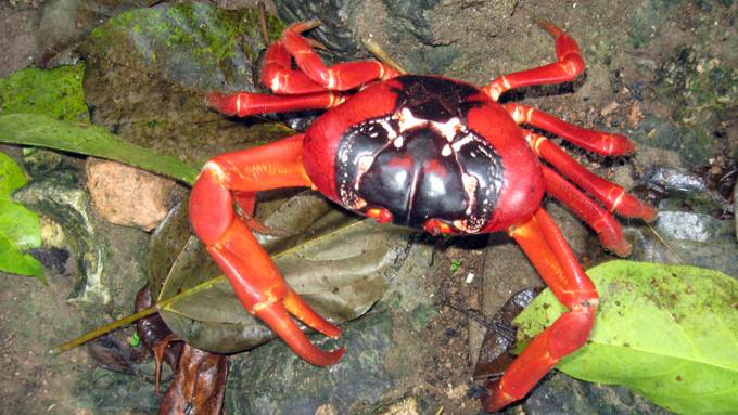 Rote Landkrabbe vermehrt sich auf Weihnachtsinsel prächtig