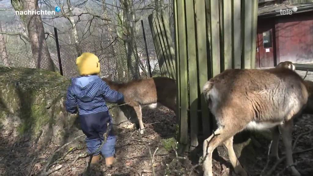 So hat sich der Tierpark Goldau auf die Öffnung vorbereitet