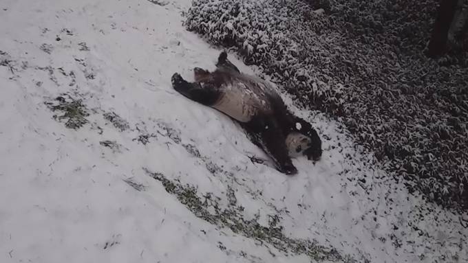 Pandas rutschen im Zoo durch den Schnee