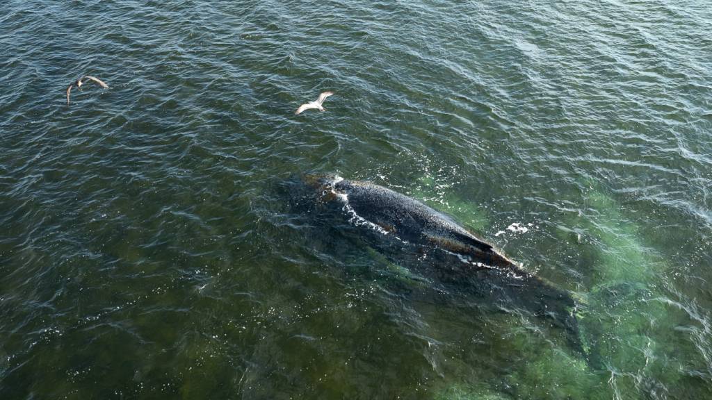 HANDOUT - Eine Drohnenaufnahme herausgegeben von Greenpeace zeigt den Buckelwal in der Wismarbucht. Dem in der Wismarbuch liegenden Buckelwal geht es nicht gut. Einer Meeresschutz-Expertin der Organisation Greenpeace zufolge wirkt der Wal weiterhin allgemein geschwächt. Foto: Daniel Müller/Greenpeace Germany/dpa - ACHTUNG: Nur zur redaktionellen Verwendung im Zusammenhang mit der aktuellen Berichterstattung und nur mit vollständiger Nennung des vorstehenden Credits; keine Archivierung,