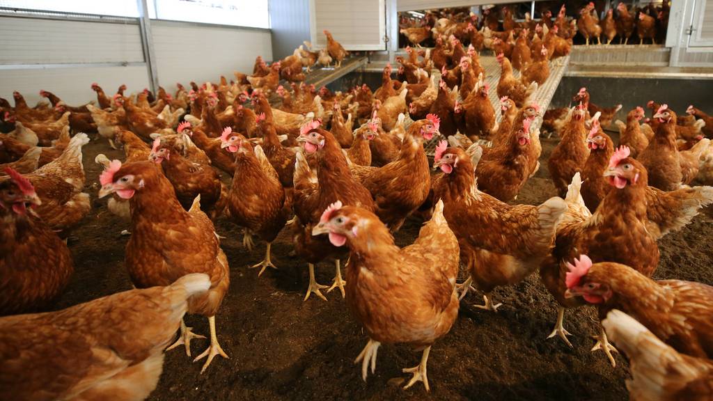 Vogelgrippe in Süddeutschland - Bund verordnet Schutzmassnahmen
