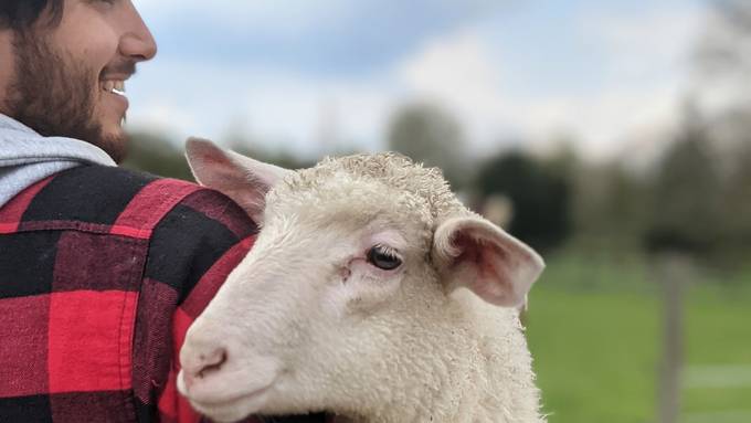 IT-Spezialist rettet in Zürich Schafe vor dem Schlachter