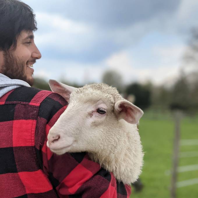 IT-Spezialist rettet in Zürich Schafe vor dem Schlachter