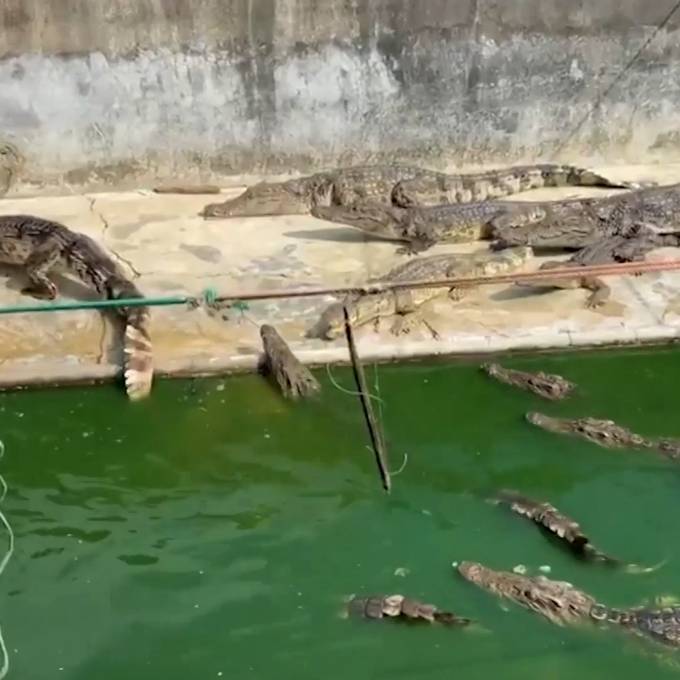 Horror-Farm entdeckt: Ausgehungerte Krokodile fressen sich gegenseitig auf