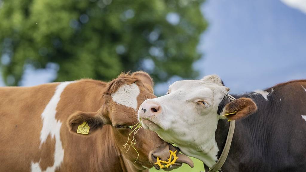 Wegen zunehmender Trockenperioden im Sommer haben Forschende von der Agrarforschung Schweiz Bäume als alternative Futterquelle für Wiederkäuer untersucht. Ihr Fazit: Gewisse Baumarten liefern mindestens gleich gute Nährwerte wie Gras. (Archivbild)