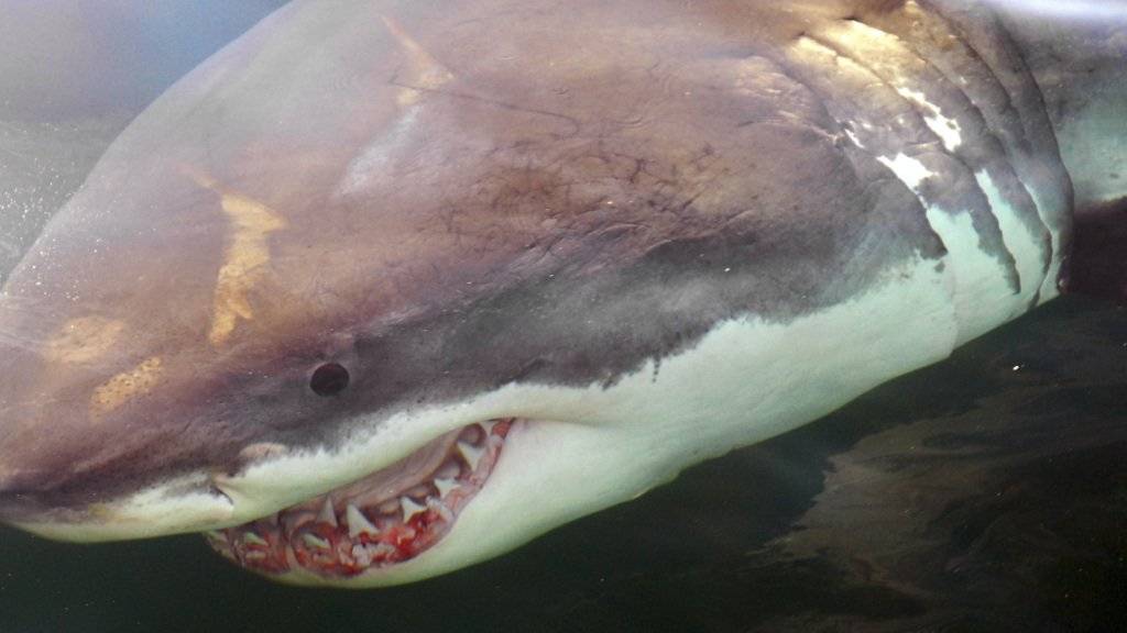 Ein Angler hat vor der westaustralischen Küste Stunden in Hai-verseuchten Gewässern überlebt. Er war beim Angel über Bord gezogen worden.