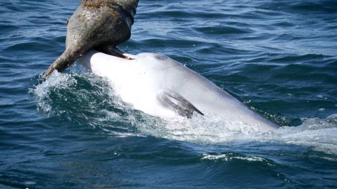 Delfine bringen sich gegenseitig neue Techniken zum Beutefang bei
