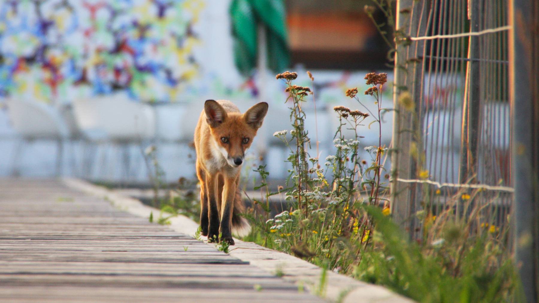 Ein Fuchs soll in Thun gesichtet worden sein. (Symbolbild)