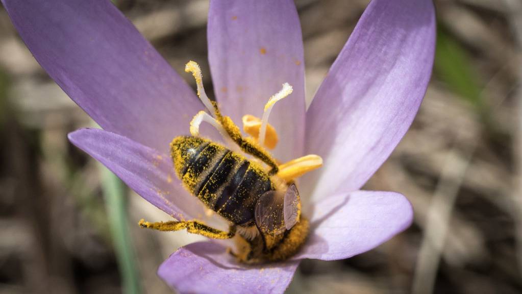Wildbienen helfen beim Bestäuben von landwirtschaftlichen Feldern, brauchen zum Überleben aber auch blühende Wildblumen. (Archivbild)