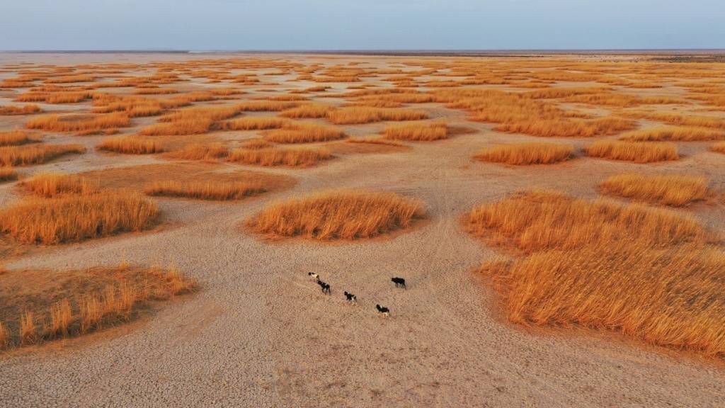 ARCHIV - Rinder ziehen durch den ausgetrockneten Hamun-See (Luftaufnahme). Die iranische Provinz Sistan und Belutschistan ist von Trockenheit und Wasserknappheit betroffen. Foto: Mohammad Dehdast/dpa