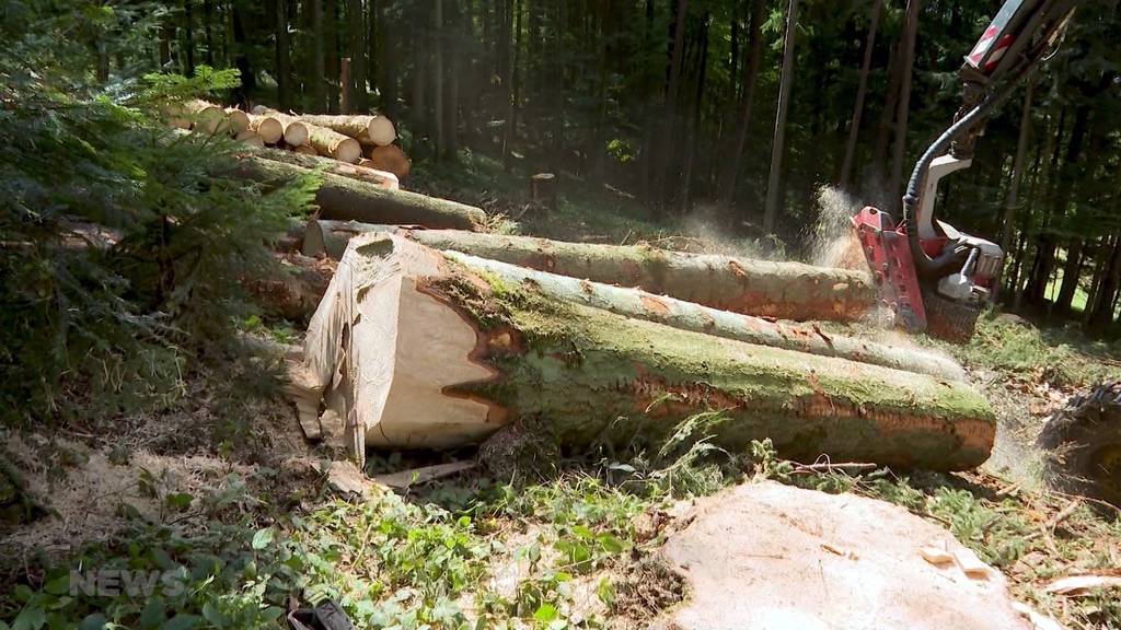 200 Bäume pro Tag: Borkenkäfer zerstören Emmentaler Wälder