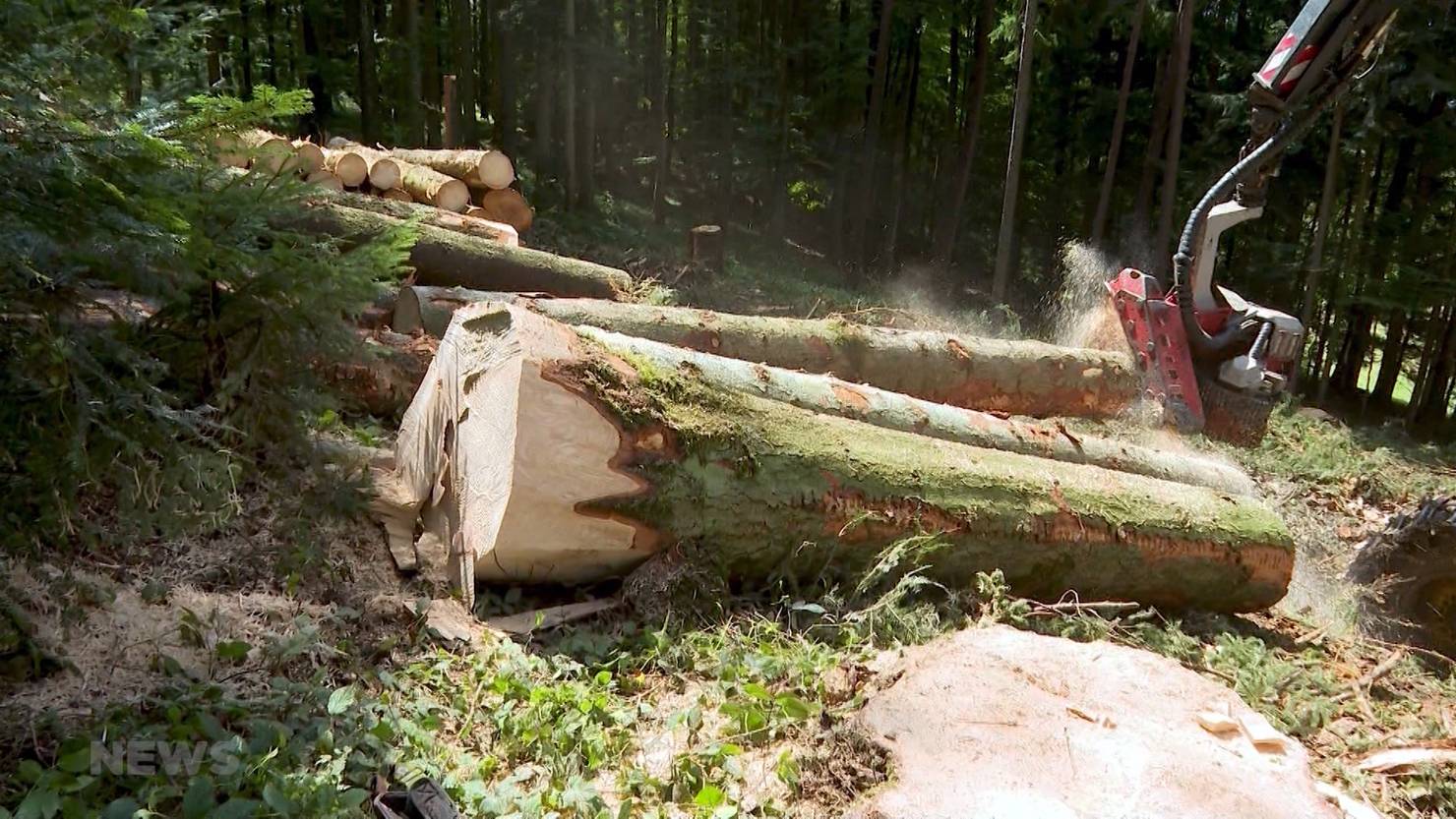 200 BÃ¤ume pro Tag: BorkenkÃ¤fer zerstÃ¶ren Emmentaler WÃ¤lder - TeleBÃ¤rn