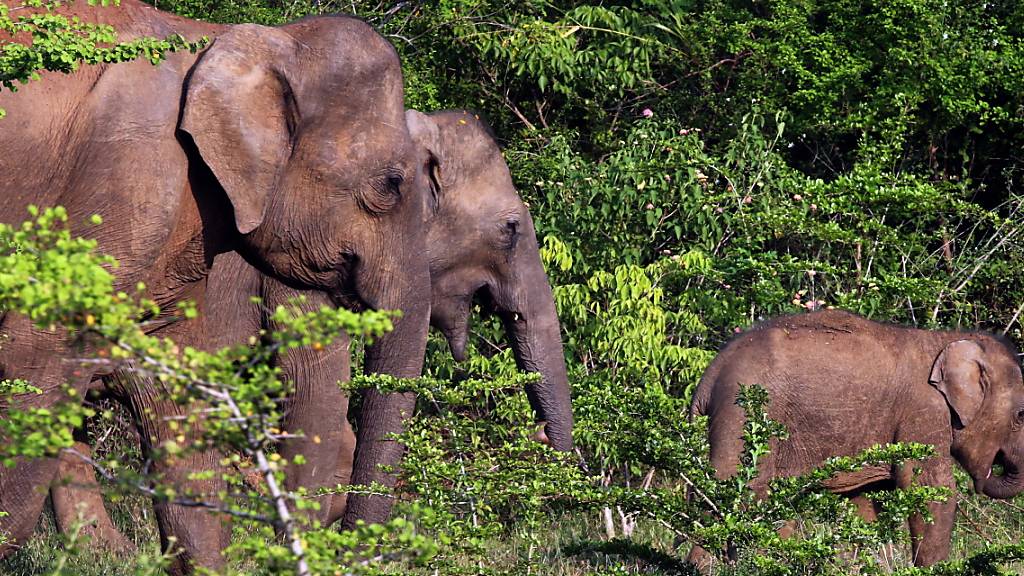 Auf Sri Lanka sterben wild lebende Elefanten, weil sie Plastik von Abfalldeponien gefressen haben. (Archivbild)