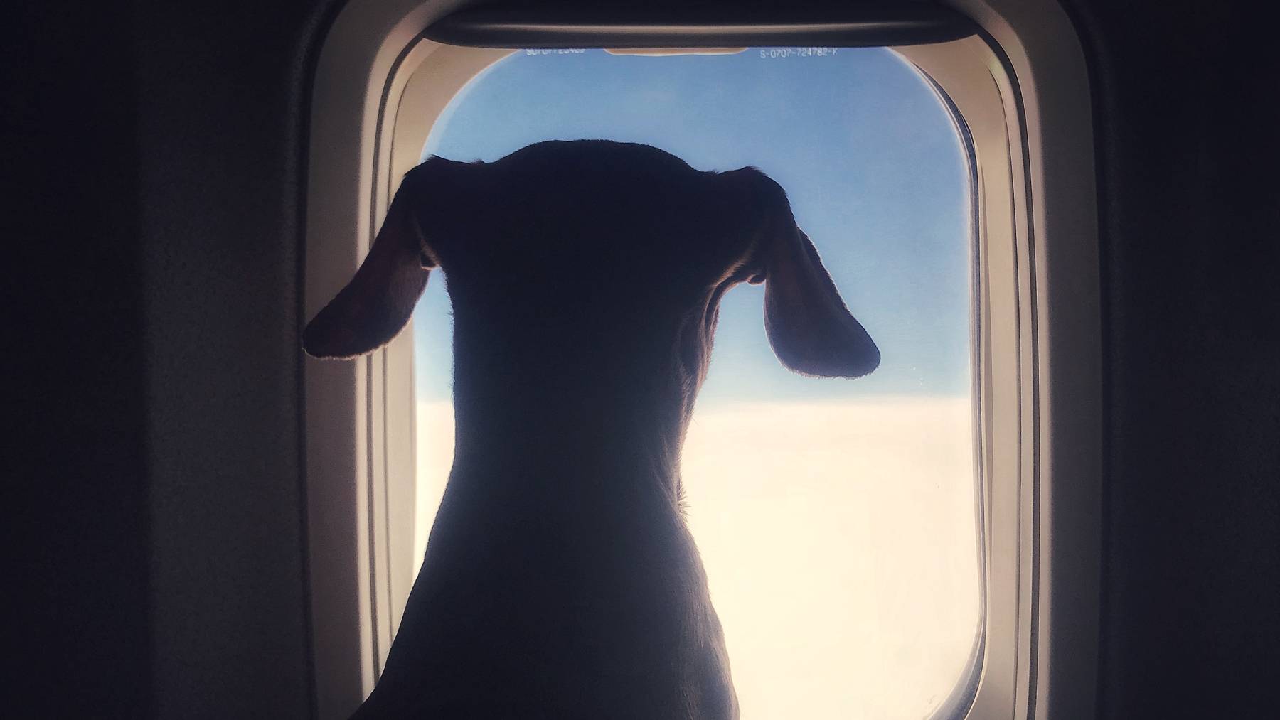 Bei der Hunde-Airline sollen die Vierbeiner diese Aussicht geniessen können. (Symbolbild)