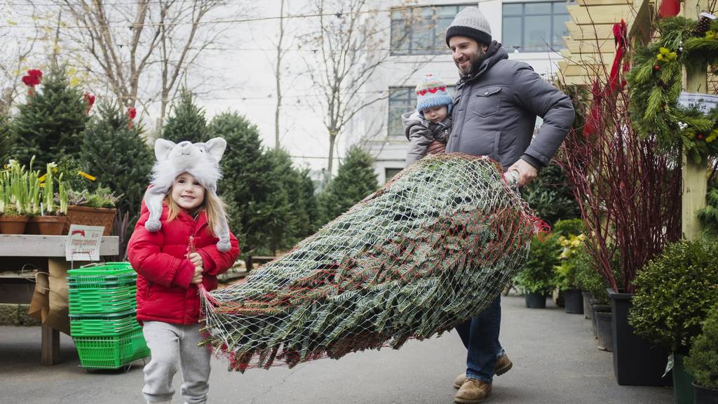 Das musst du wissen, wenn du dir einen Christbaum besorgst