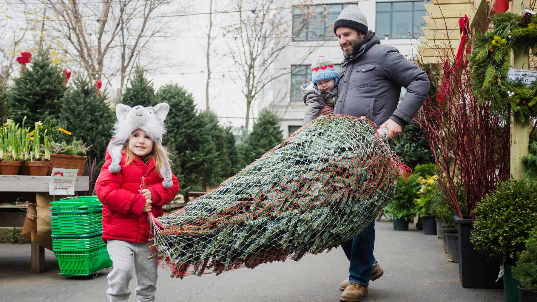 An Weihnachten geht wieder die Suche nach dem perfekten Baum los.