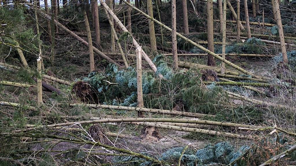 Die Schweizer Wälder wurden durch den Sturm «Burglind» teilweise arg in Mitleidenschaft gezogen, wie dieses Waldstück bei Kestenholz SO zeigt. Landesweit wurden zehntausende Bäume umgeworfen oder geknickt.