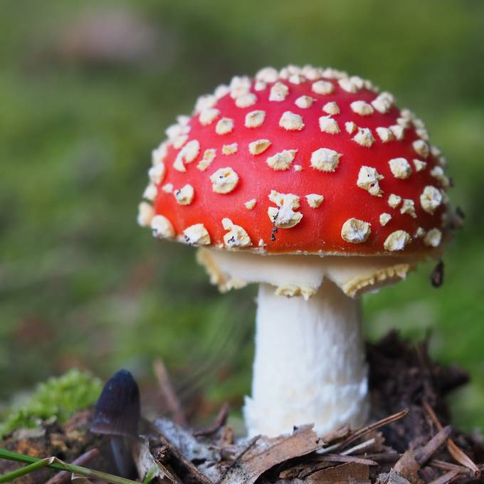 Vorsicht beim Pilzesammeln – die giftigsten Pilze im Argovialand