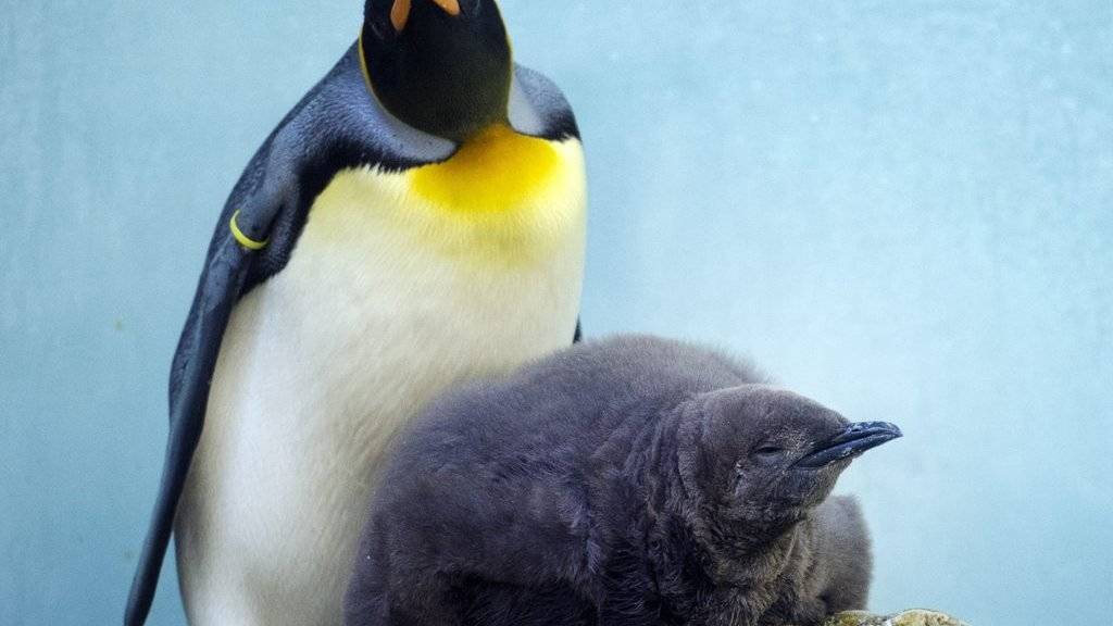 Dieser Königspinguin lebt im Zoo und muss sich wegen der Nahrung für sich und sein Junges keine Sorgen machen - seine Artgenossen in Freiheit sind dagegen durch den Klimawandel bedroht. (Archiv)