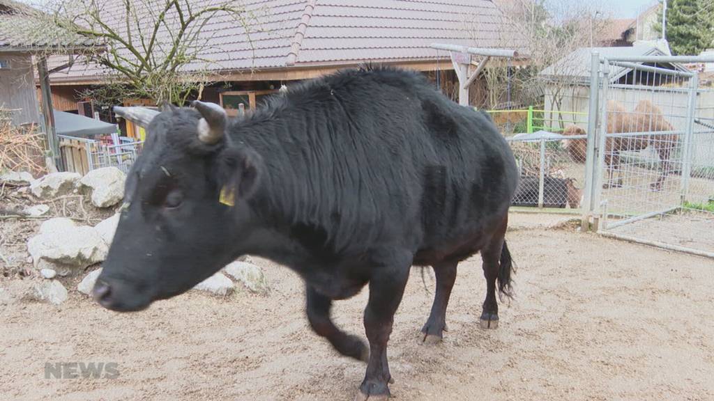 Ein Zoo zieht um