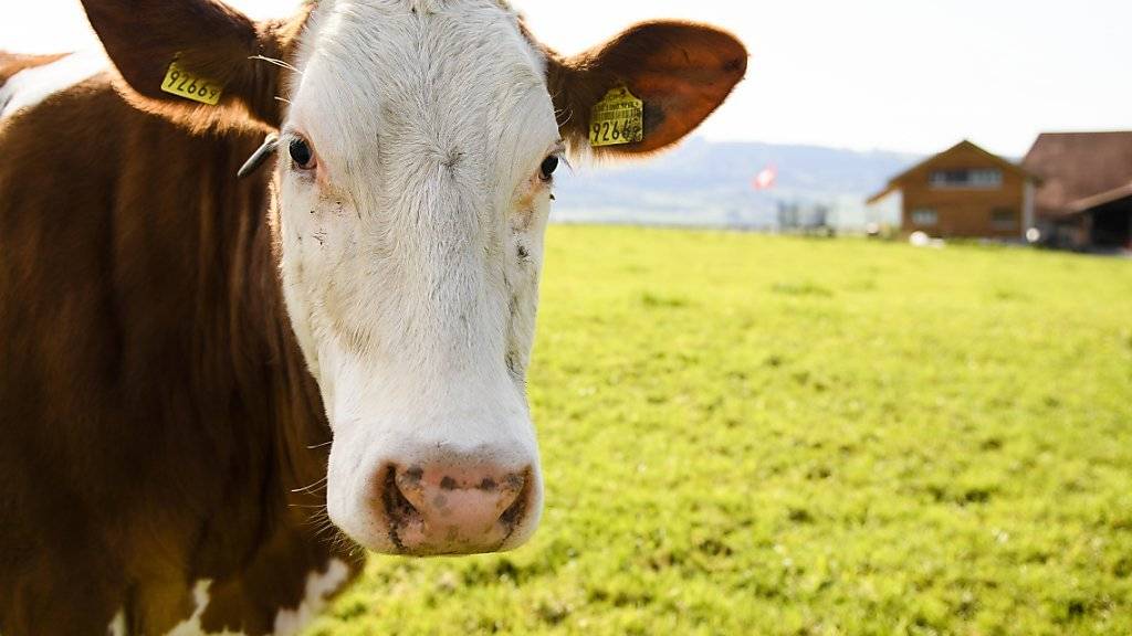 Die Veganer fordern von Swissmilk mehr Werbung für pflanzliche Milchprodukte.