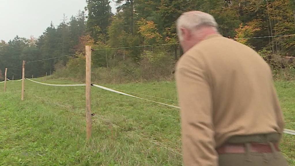 Unfall: Ein Ranger wird im solothurnischen Thal von einem Wisent überrannt und verletzt