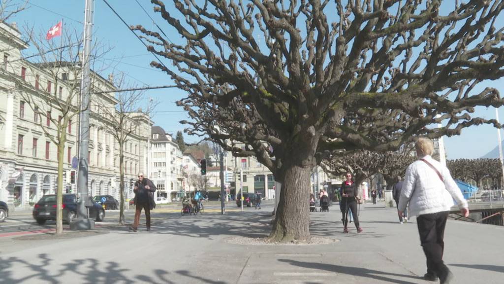 Mehr Sicherheit: Bäume beim Schweizerhofquai werden geprüft