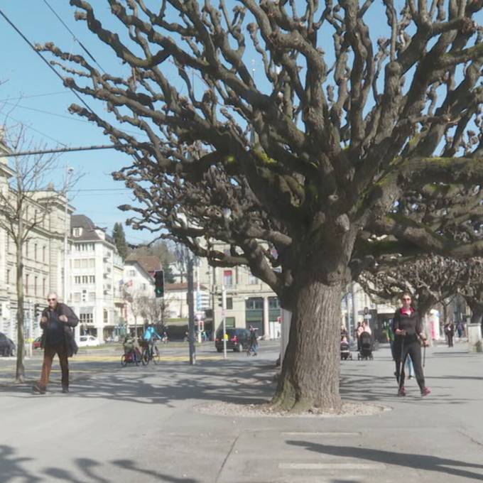 Mehr Sicherheit: Bäume beim Schweizerhofquai werden geprüft