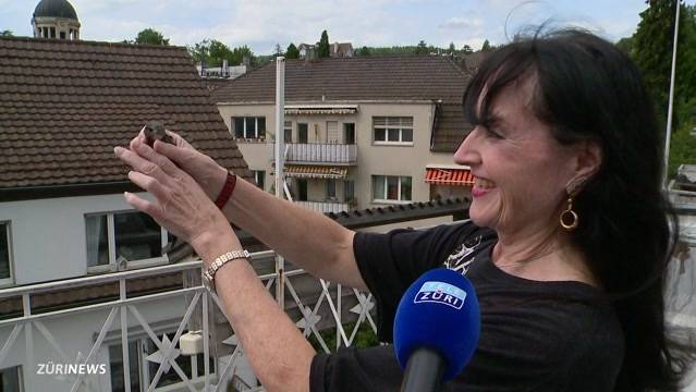 Verwaiste Jungvögel nach Hitzeflucht wieder ausgewildert