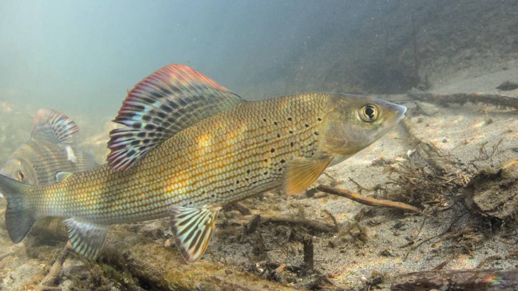 Die Aesche ist eine bedrohte Fischart und soll in der Reuss bessere Lebensbedingungen erhalten. (Archivaufnahme)