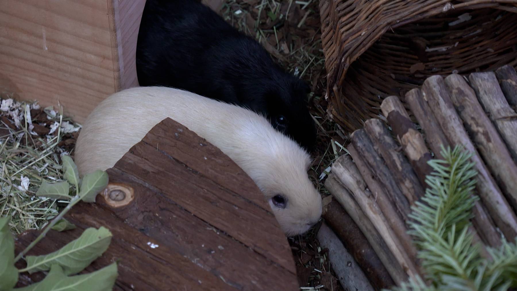 Klecksi und Bambi