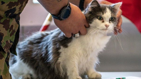 Katze Lili ist freiwillig im Rekrutierungszentrum Sumiswald im Dienst.