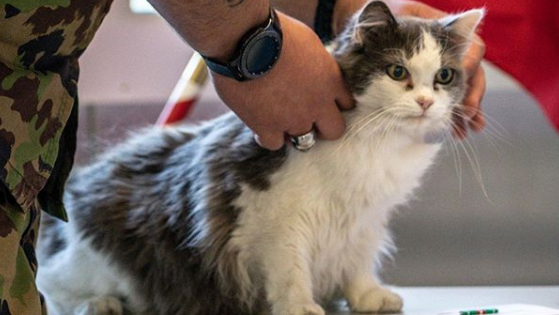 Schweizer Armee befördert Katze zum Stabsadjutanten