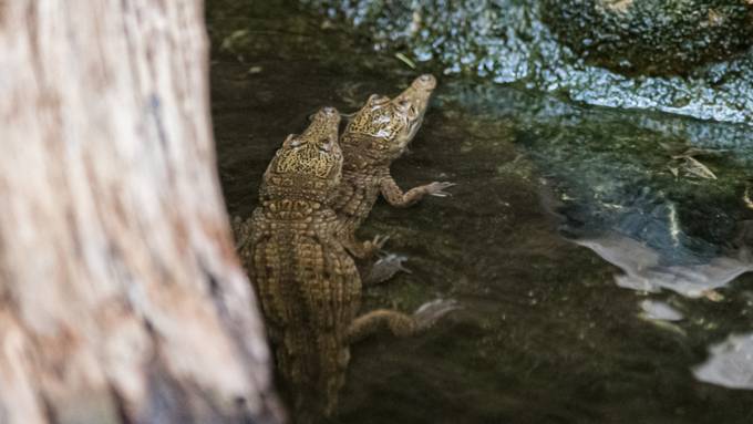 Süsswasserkrokodile im Zoo Basel ziehen zwei Junge auf