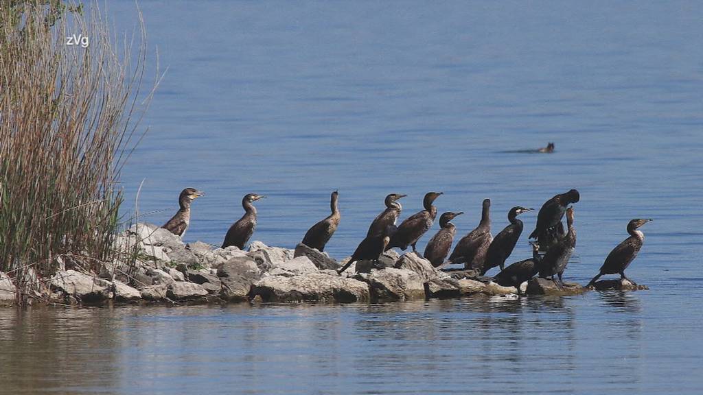 Töten oder schützen: Kormorane geraten im Thurgau ins Visier