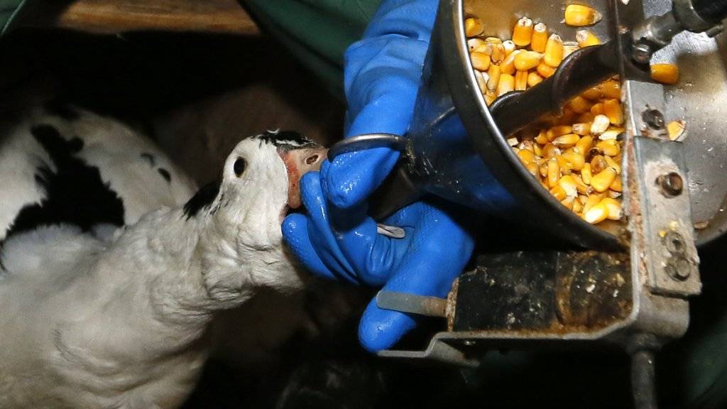 Bei der Produktion von «Foie gras» werden Enten und Gänse zwangsgefüttert, bis ihre Leber sich auf das Zehnfache vergrössert hat. Das ist mit Qualen für die Tiere verbunden. Im Parlament wird deshalb über ein Importverbot diskutiert.